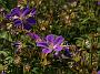 Ger sylvaticum Birch Lilac_1
